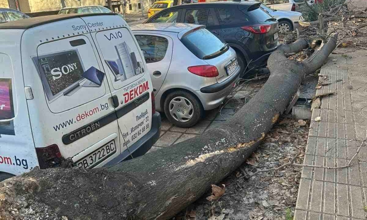 Бурният вятър в Пловдив: Над 80 сигнала за щети и пострадали автомобили