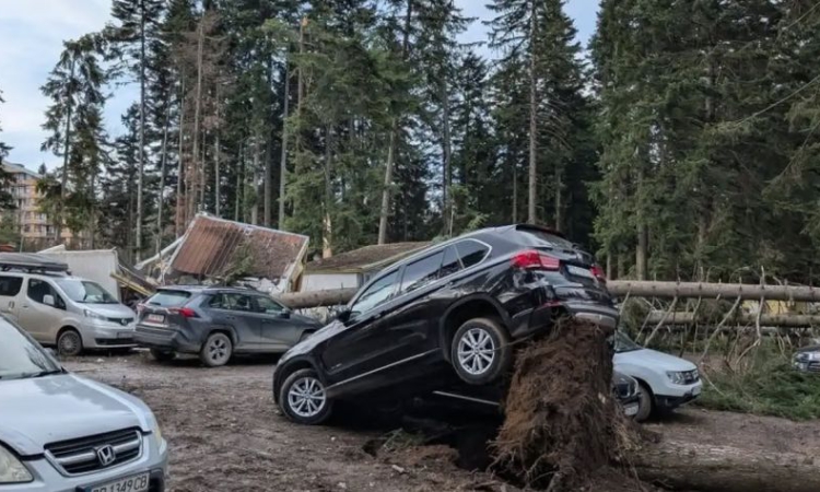 Силният вятър прекърши борове в курорта Боровец! Задействана е и системата BG-ALERT