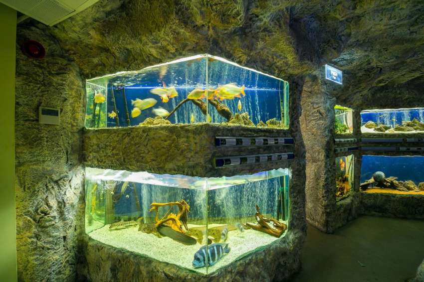 В Пловдив създават първия в света експозиционен леден аквариум