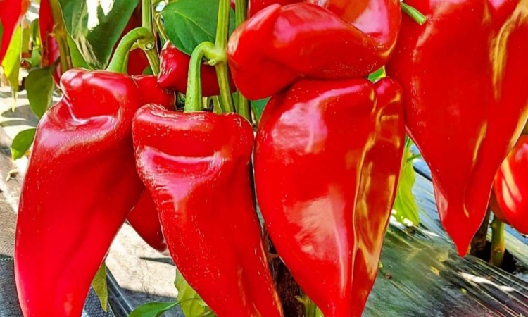 Новоразработени сортове домати и пипер отличиха ИЗК „Марица“ и ЦРСББ като иноватори и изобретатели за 2026 г.