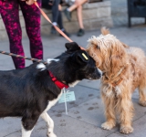 Започва кампанията на Община Пловдив за подпомагане кастрацията на домашни кучета и котки